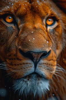 Portrait of a lion's muzzle in close-up. The Lion's head.