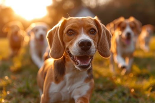 Running beagle dogs run on the green grass in summer.