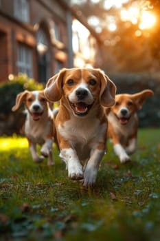 Running beagle dogs run on the green grass in summer.