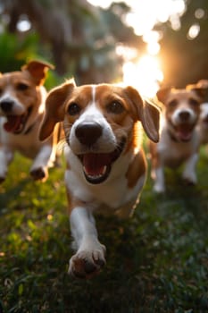 Running beagle dogs run on the green grass in summer.