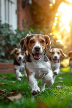 Running beagle dogs run on the green grass in summer.