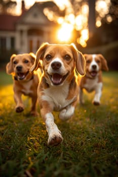 Running beagle dogs run on the green grass in summer.