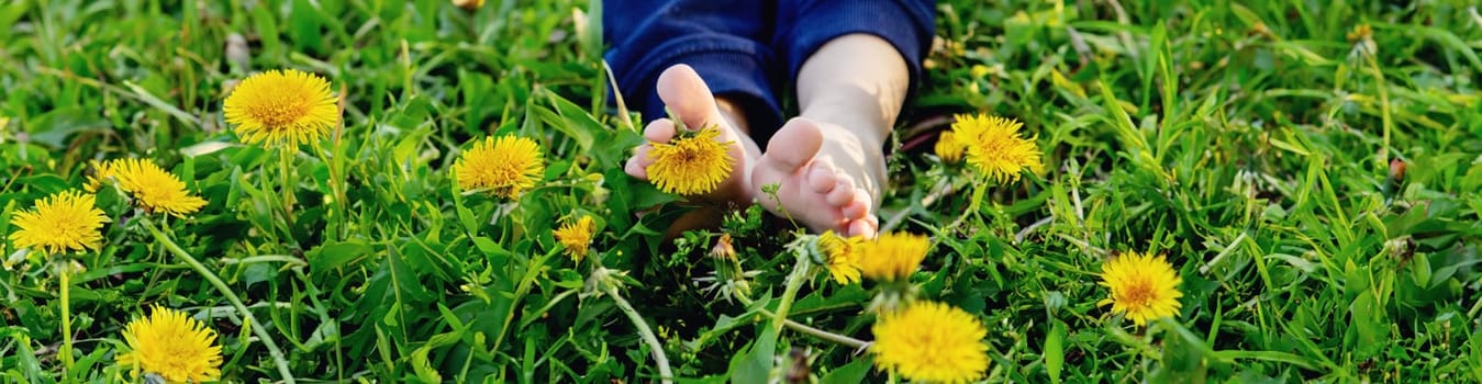 children's feet on the background of dandelions. nature