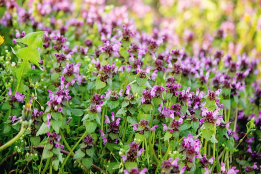 A beautiful, sunny spring summer meadow. Natural colorful panoramic landscape with flowers