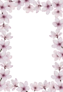 Cherry flowers watercolor. Flower frame of pink sakura isolated on a white background. Spring clip art botanical card. For invitation and banner design. High quality illustration