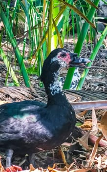 Muscovy duck ducks bird birds in garden park tropical nature in Zicatela Puerto Escondido Oaxaca Mexico.