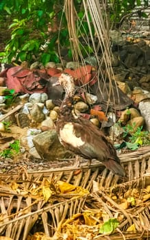 Muscovy duck ducks bird birds in garden park tropical nature in Zicatela Puerto Escondido Oaxaca Mexico.