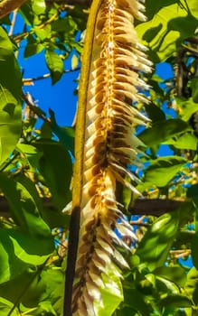 Tropical pods hanging from the tree Seeds in Zicatela Puerto Escondido Oaxaca Mexico.