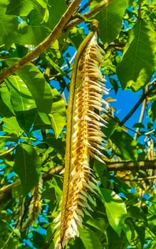 Tropical pods hanging from the tree Seeds in Zicatela Puerto Escondido Oaxaca Mexico.