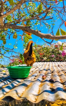 Rooster and hens chickens in nature on roof on farm in Zicatela Puerto Escondido Oaxaca Mexico.