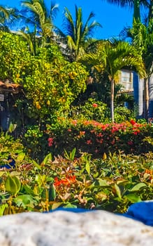 Tropical jungle forest palm trees plant plants palm tree blue sky in Zicatela Puerto Escondido Oaxaca Mexico.