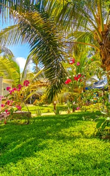 Tropical jungle forest palm trees plant plants palm tree blue sky in Zicatela Puerto Escondido Oaxaca Mexico.