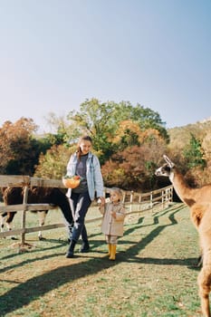 Mother with a bowl of carrots and cabbage leads a little girl by the hand through the pasture past the llamas. High quality photo