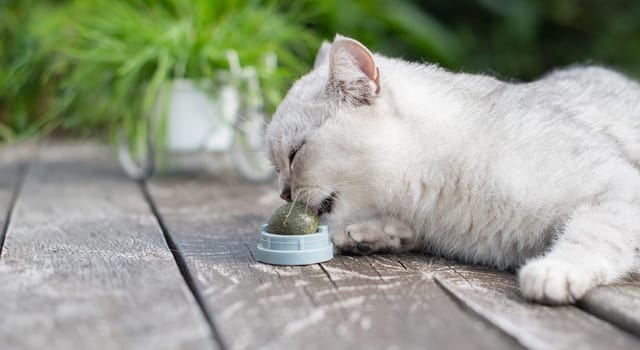 playful Scottish cat licks a toy ball of catnip, A favorite treat for furry pets, An exciting adventure in the life of cats, copy space, High quality photo