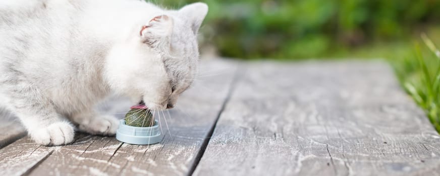playful Scottish cat licks a toy ball of catnip, A favorite treat for furry pets, An exciting adventure in the life of cats, copy space, High quality photo