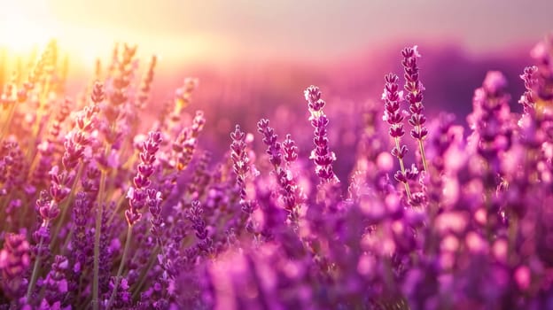 Spectacular lavender field at sunset, a stunning display of purple flowers in full bloom in the serene countryside landscape, bathed in the golden hour sunlight of a tranquil summer evening