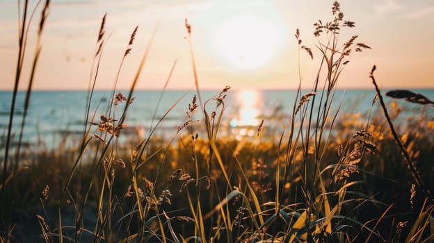 A field of tall grass with the sun setting in front