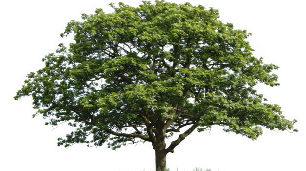 A large tree with a single green leaf on top of it