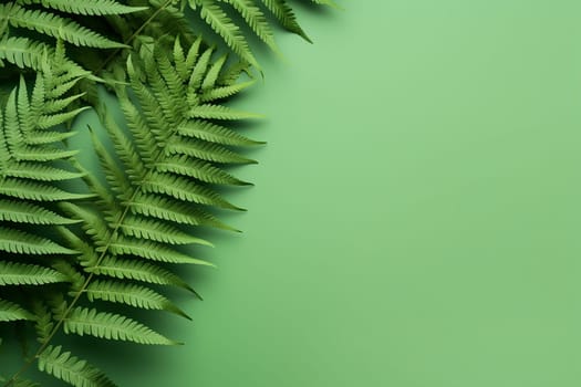 Lush green fern leaves against a plain background.