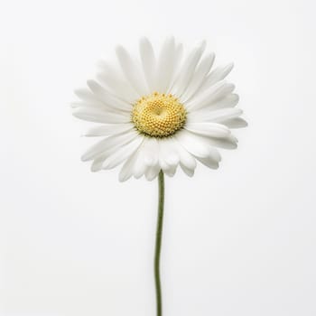 A single white daisy against a plain white background, simple and elegant.