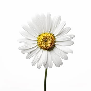 Close-up of a white daisy with water droplets against a white background