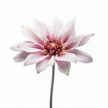 Elegant white and pink flower with delicate petals against a white background.