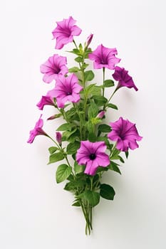 Purple petunia flowers with green stems against white background