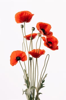 Bright red poppies with green stems on a white background.