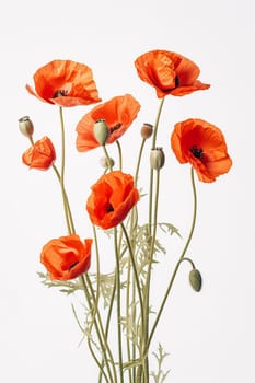 Vibrant red poppies with green stems against a white background.