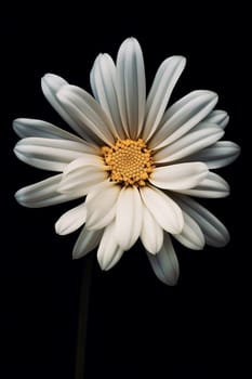 Close-up of a white daisy against a black background, showcasing its delicate petals.