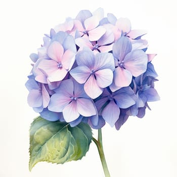 Vibrant blue and purple hydrangea bloom against a white background.
