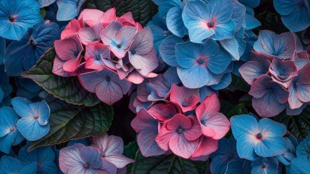 A close up of a bunch of blue and pink flowers