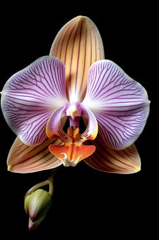 A vibrant purple and white orchid with a budding flower.