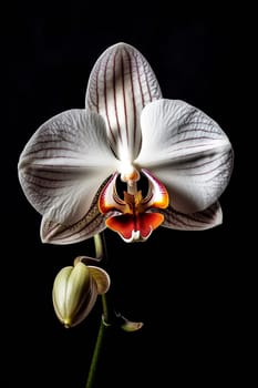 Close-up of a white Phalaenopsis orchid against a dark background