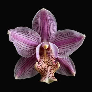 A single pink orchid against a black background