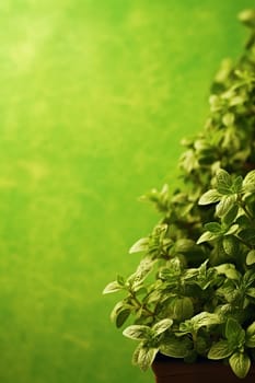 Potted green plants against a vibrant green background