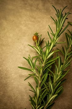 Fresh rosemary sprigs with a single berry on textured background