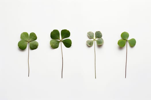 Four leaf clovers laid out on a white background, symbolizing luck