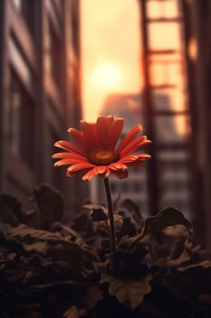 A single vibrant flower against a soft-focus urban background at sunset