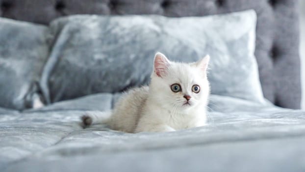 Fluffy white Scottish kitten is laying on bed, front view, space for text. Cute young British shorthair white cat with brown eyes
