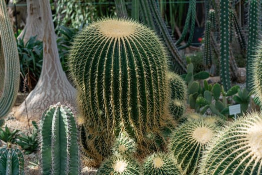 thorn cactus texture background, close up. Golden barrel cactus, golden ball or mother-in-law's cushion Echinocactus grusonii is a species of barrel cactus which is endemic to east-central Mexico.