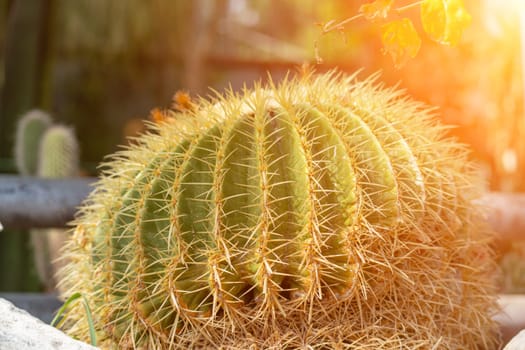 thorn cactus texture background. Golden barrel cactus, golden ball or mother-in-law's cushion Echinocactus grusonii is a species of barrel cactus which is endemic to east-central Mexico.