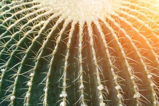 thorn cactus texture background. Golden barrel cactus, golden ball or mother-in-law's cushion Echinocactus grusonii is a species of barrel cactus which is endemic to east-central Mexico.