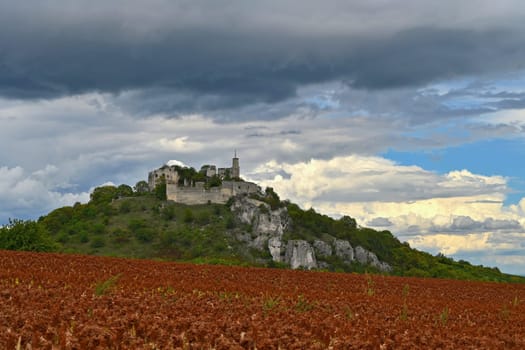 Ruins of Falkenstein Castle with vineyard in autumn. Lower Austria, Austria