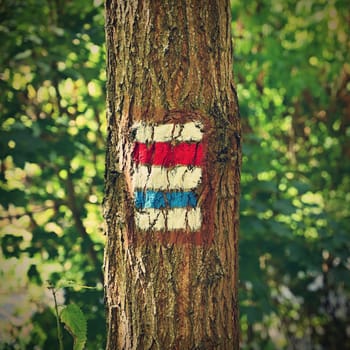 Tourist sign on a tree. Unique color marking of tourist routes in the Czech Republic.