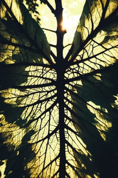 Forest Whispers. Single leaf in a dark forest as the setting sun filters through the canopy, highlighting the intricate veins and textures in a magical play of light and shadow.