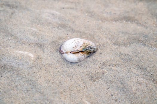 Shell at Ballinareava strand at the Sheskinmore Nature Reserve between Ardara and Portnoo in Donegal - Ireland.