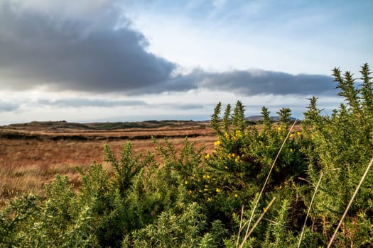 Gorse at the Loughderryduff windfarm is producing between Ardara and Portnoo.