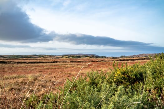 Gorse at the Loughderryduff windfarm is producing between Ardara and Portnoo.