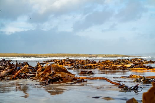 Seaweed lying on Portnoo beach in County Donegal after storm Brendan.